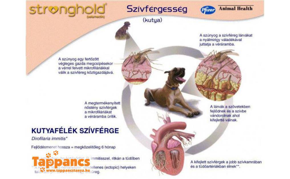 Ami nekünk a koronavírus-járvány, az a kutyáknak a szívférgesség